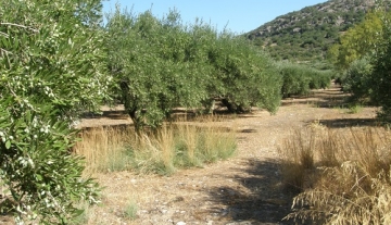 BPM4634 – 2086m² plot of land in Mardati, Agios Nikolaos
